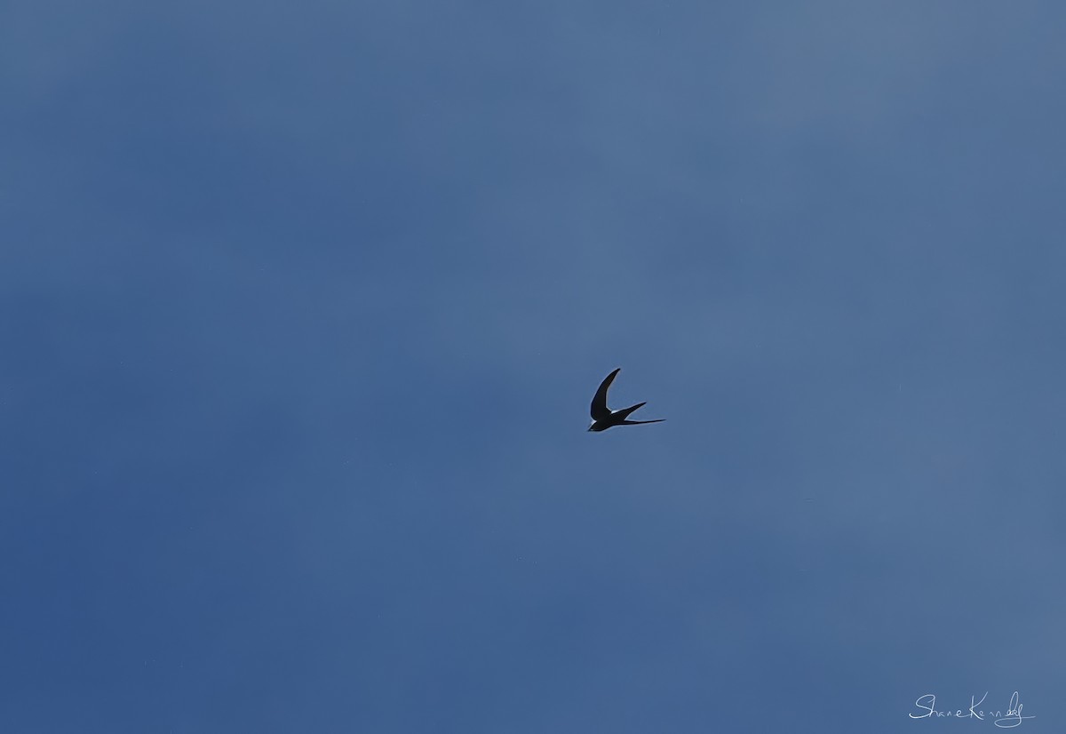 Pacific Swift - ML646226886