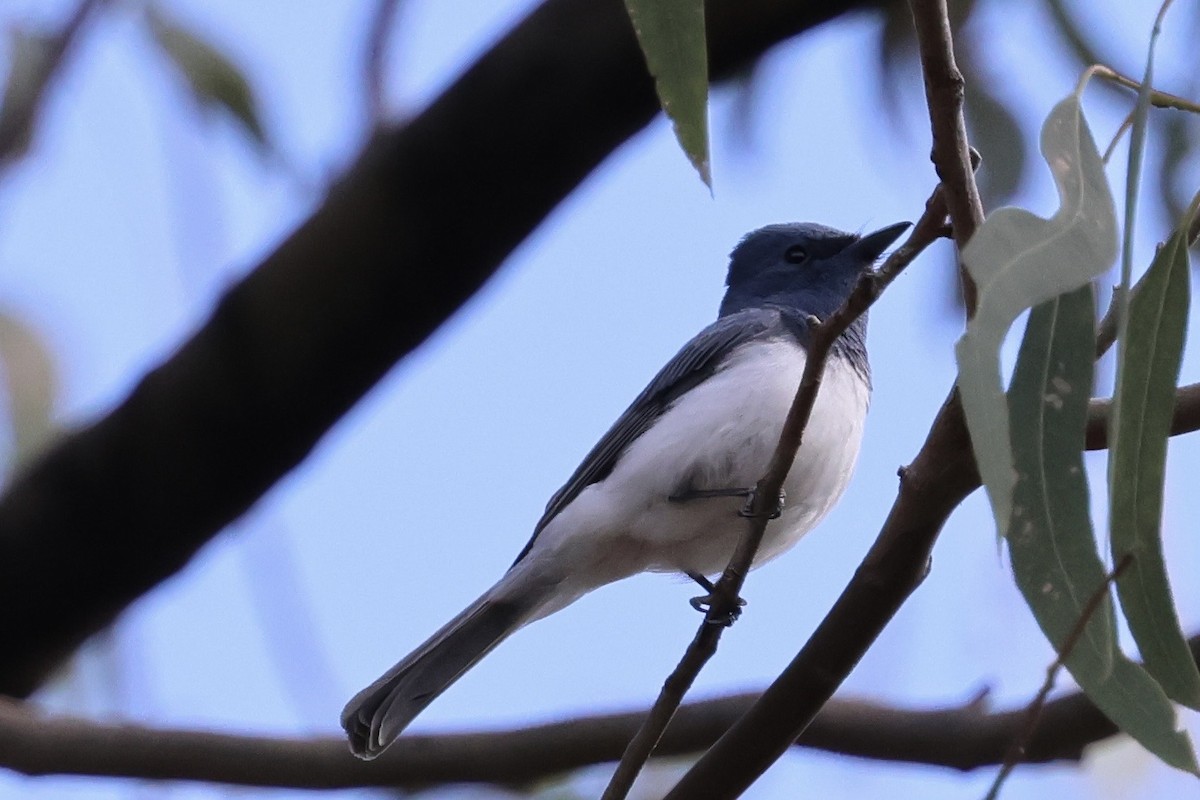 Leaden Flycatcher - ML646226887