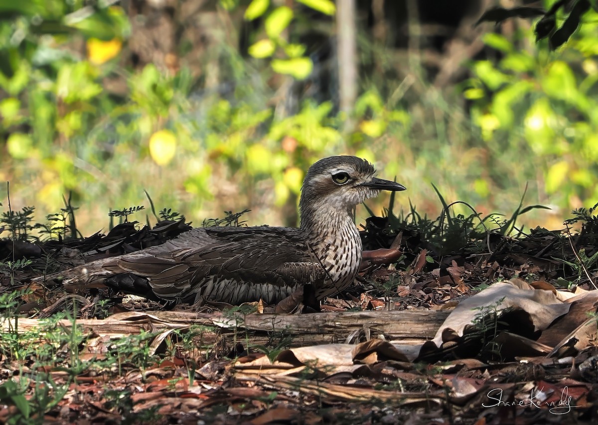 Bush Thick-knee - ML646226888
