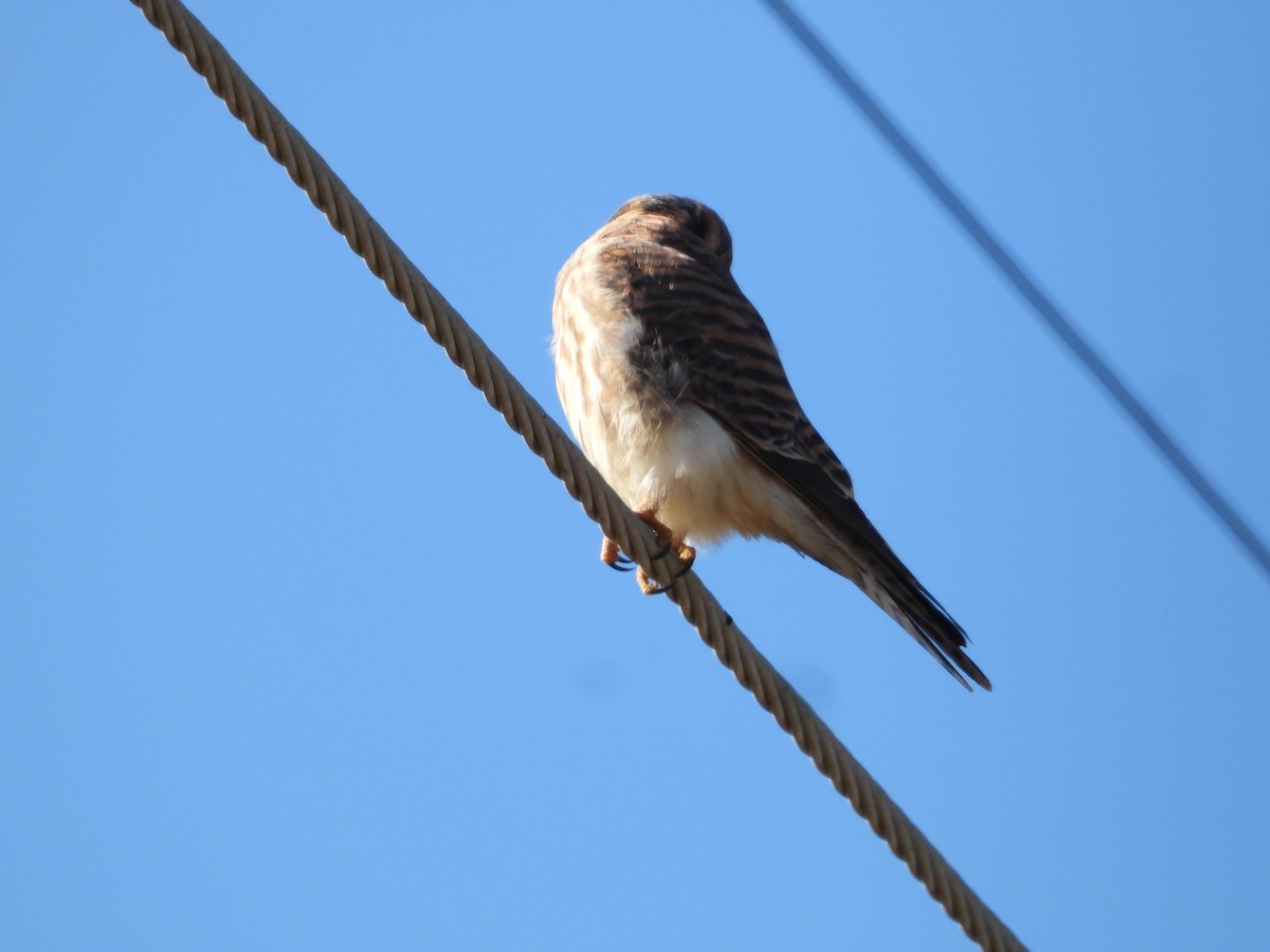 American Kestrel - ML646226889
