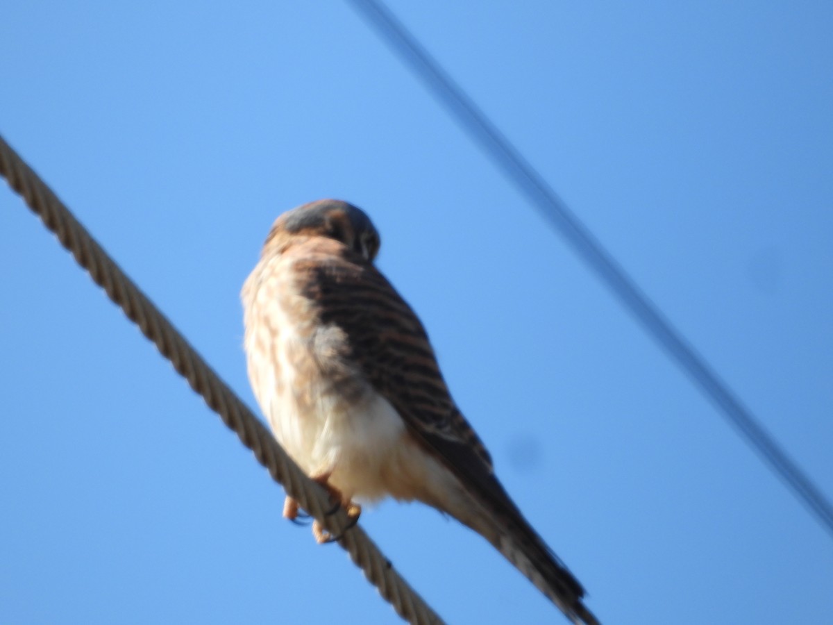 American Kestrel - ML646226890