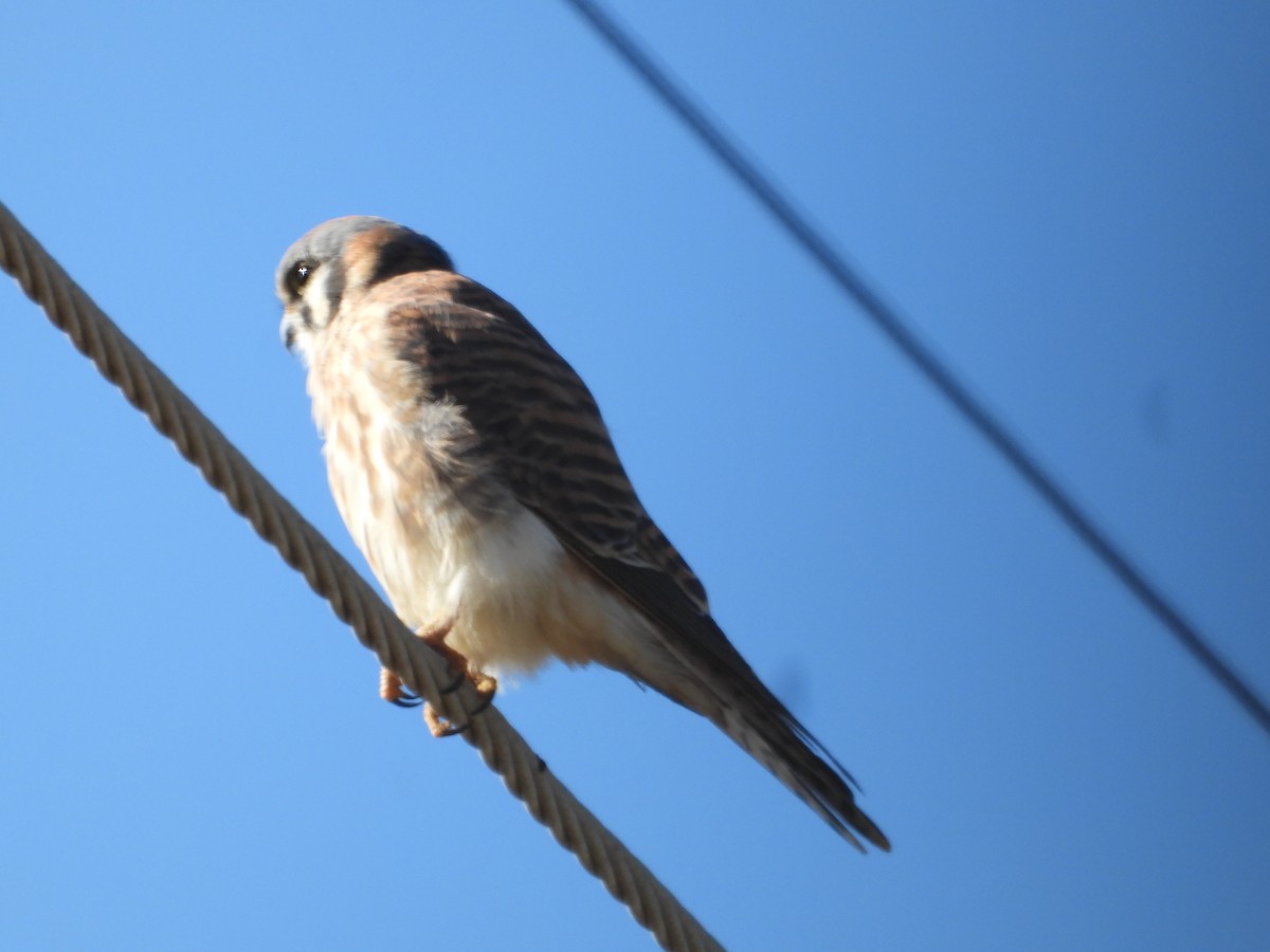 American Kestrel - ML646226891