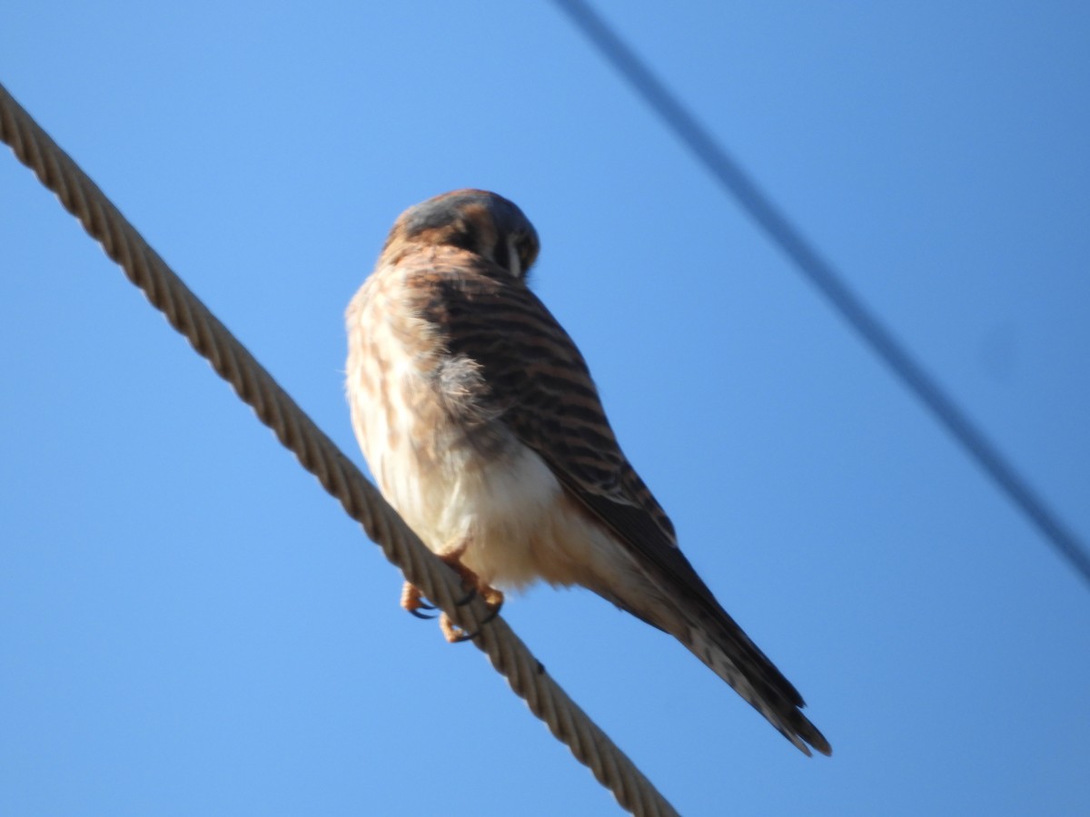 American Kestrel - ML646226892