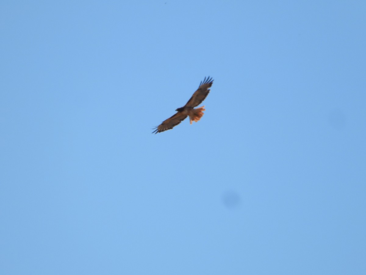 Red-tailed Hawk - ML646226893