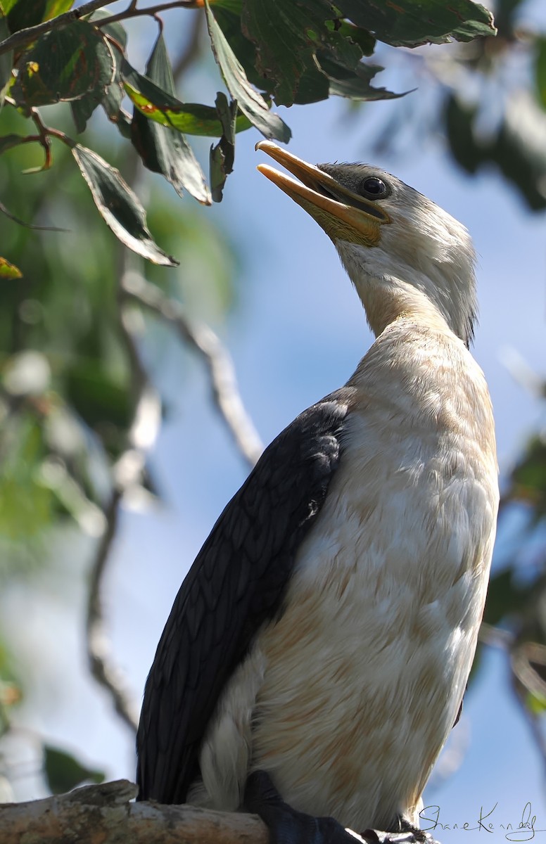 Little Pied Cormorant - ML646226894
