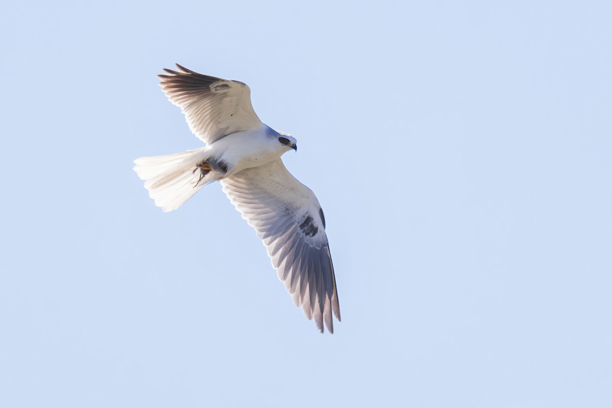 White-tailed Kite - ML646226895