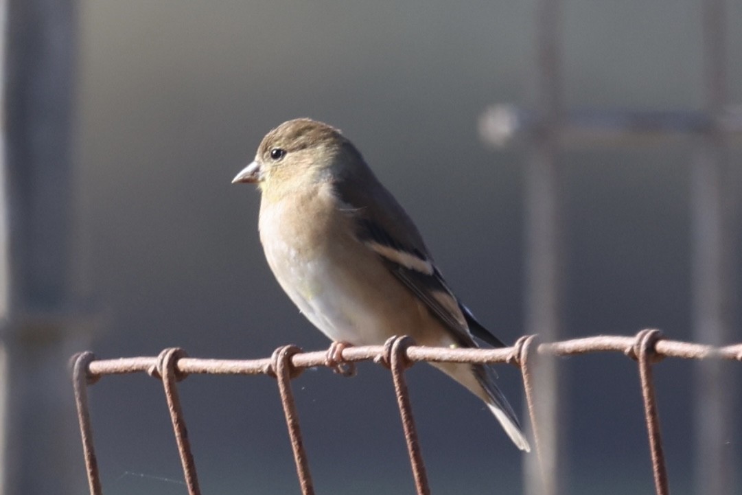 American Goldfinch - ML646226896