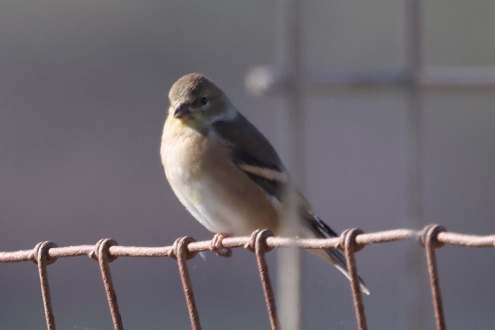 American Goldfinch - ML646226897