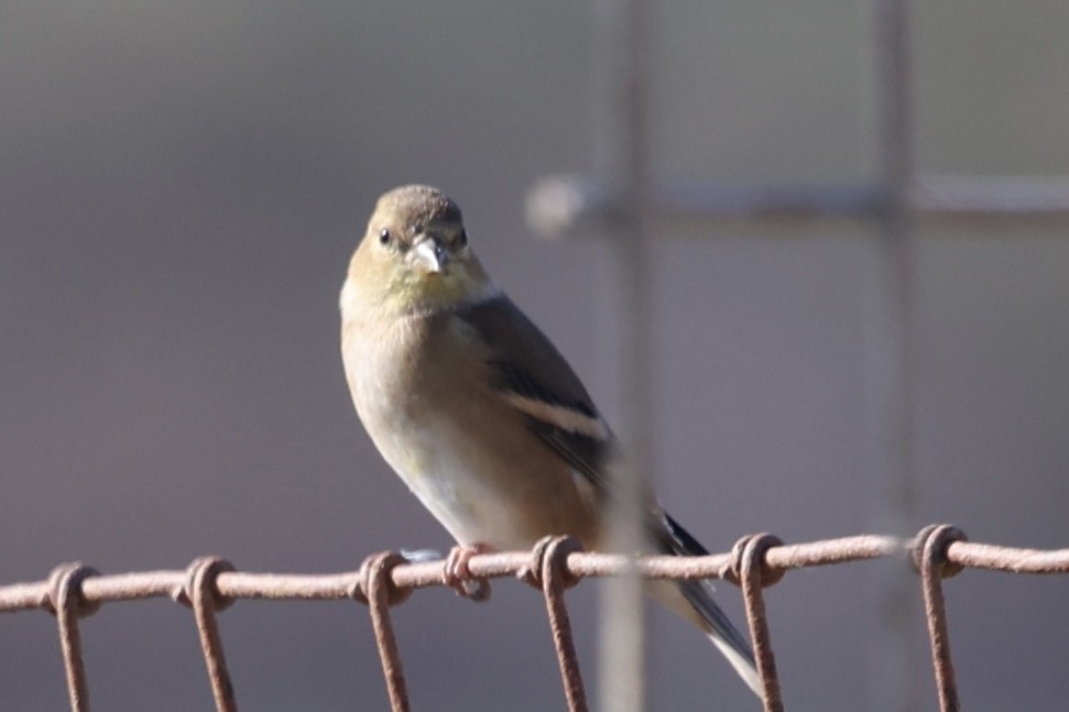 American Goldfinch - ML646226898