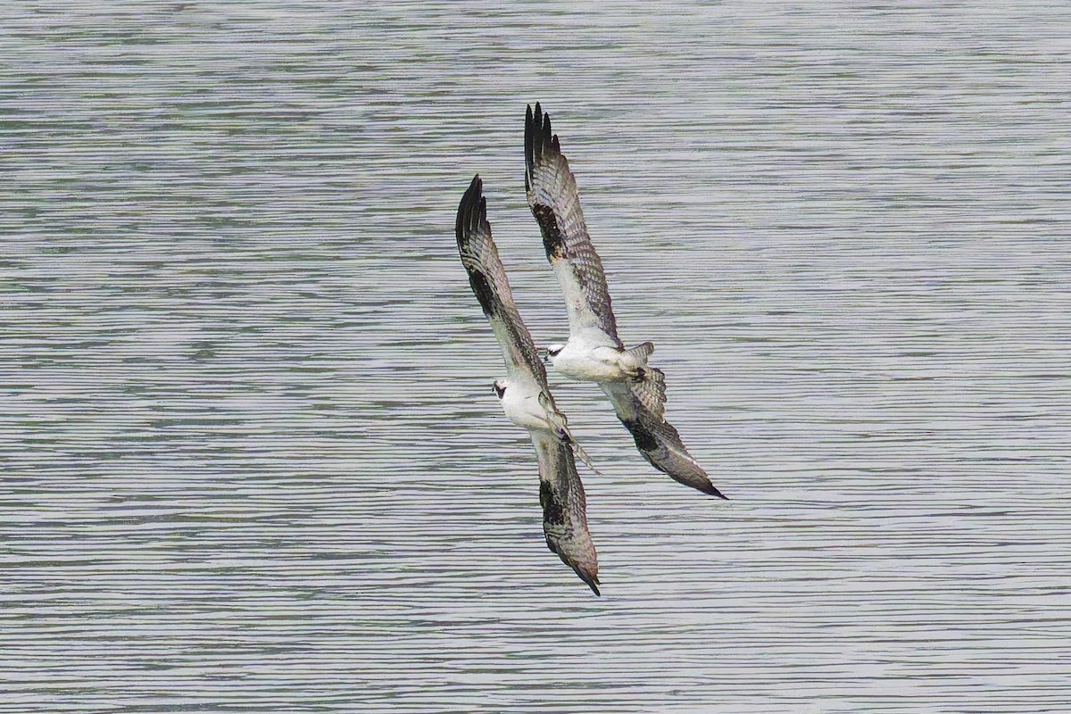 Osprey - ML646226899