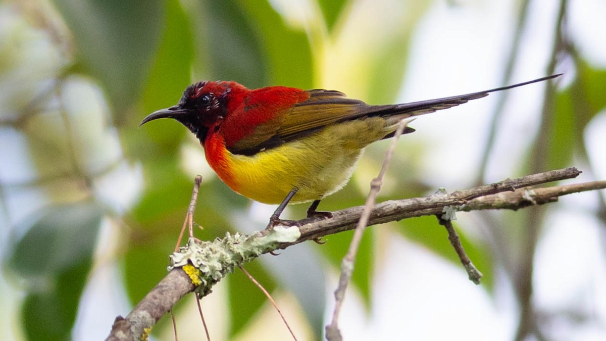 Mrs. Gould's Sunbird - ML646226900