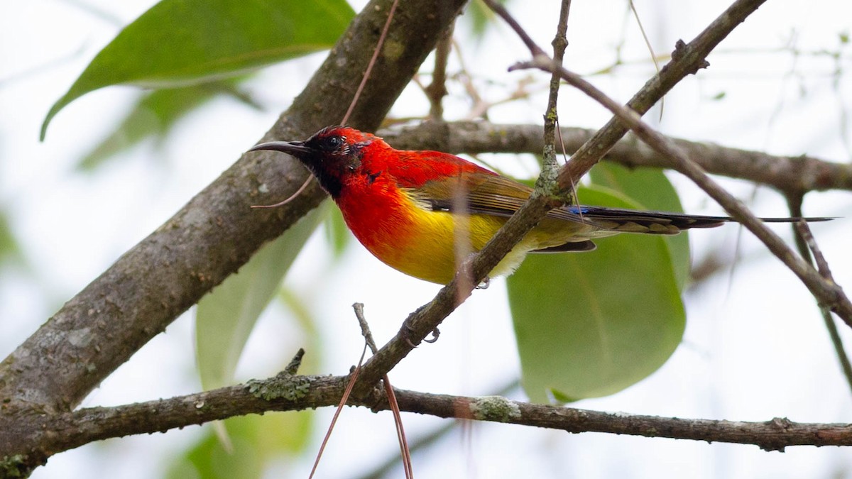 Mrs. Gould's Sunbird - ML646226901