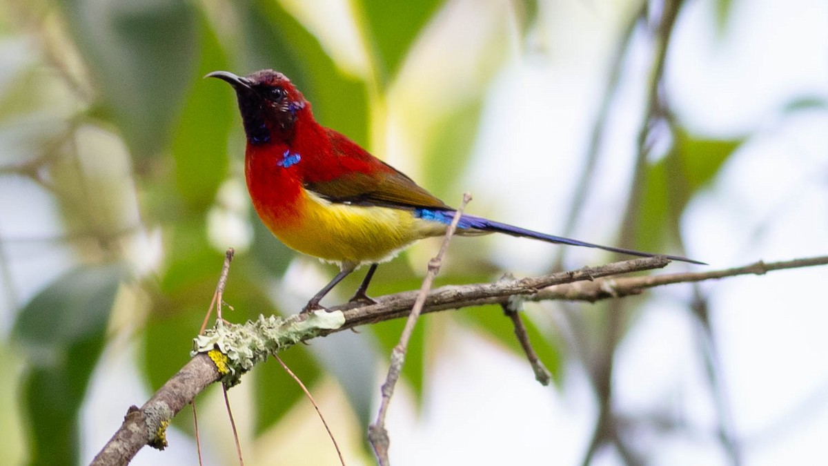 Mrs. Gould's Sunbird - ML646226902