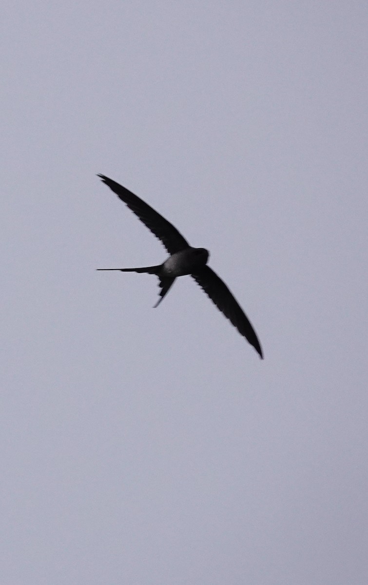 Crested Treeswift - ML646226903