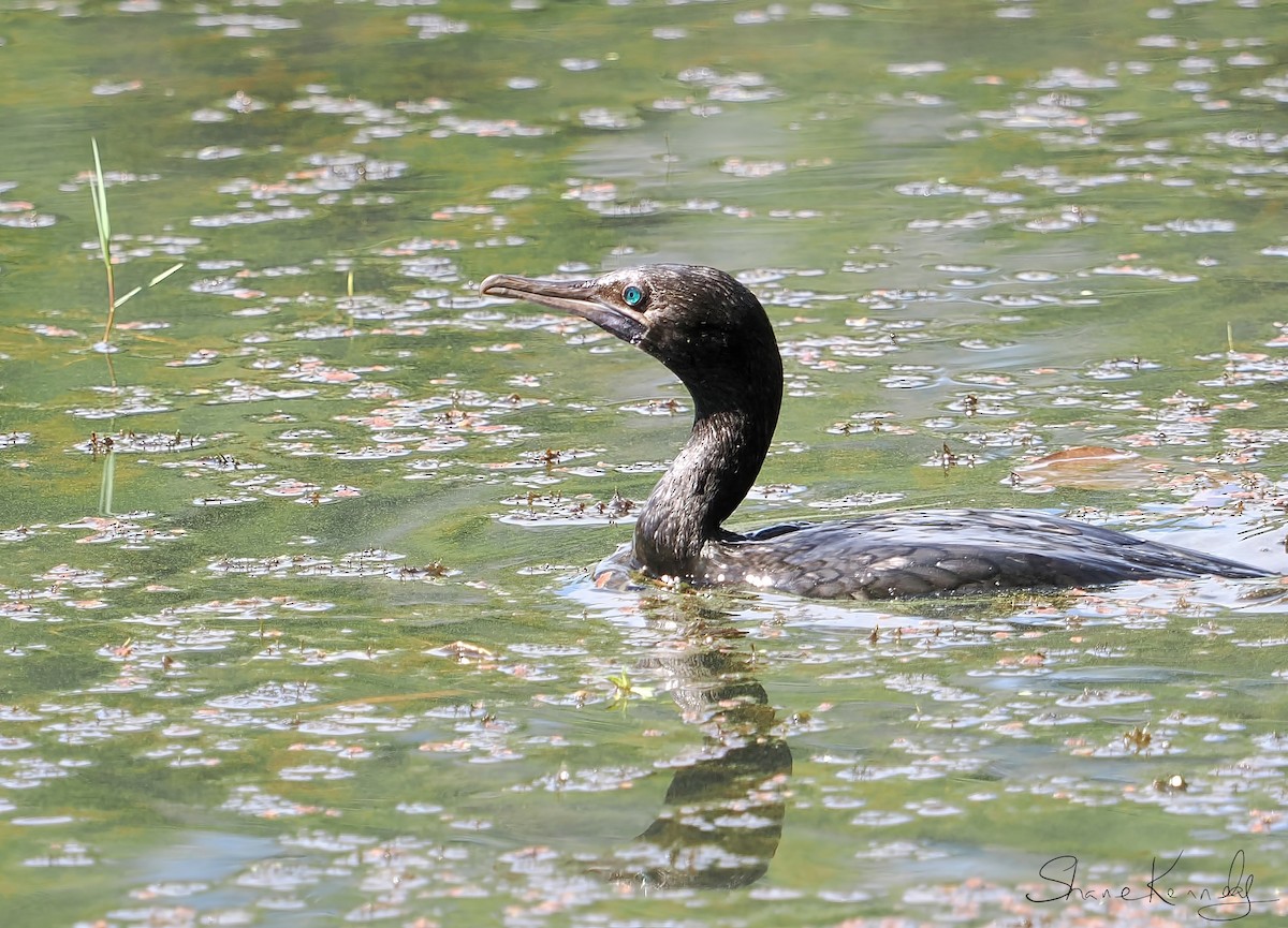 Little Black Cormorant - ML646226904