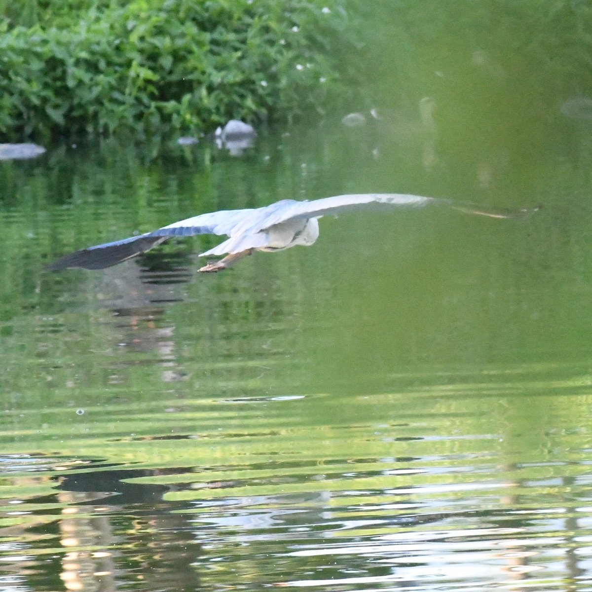 Gray Heron - ML646226906