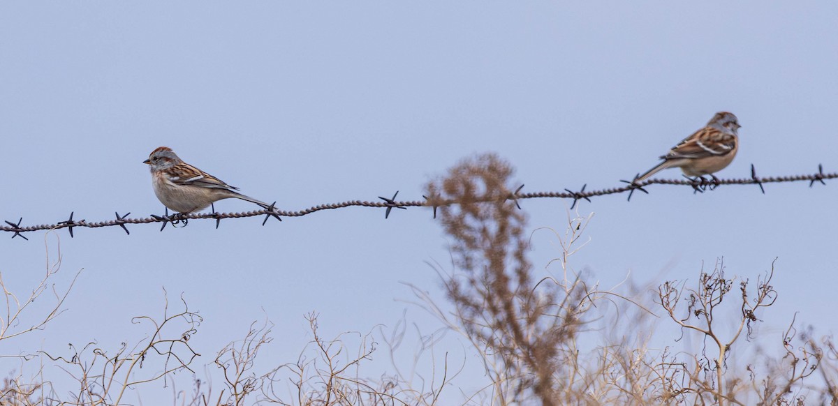 Hudson Körfezi Serçesi - ML646226908