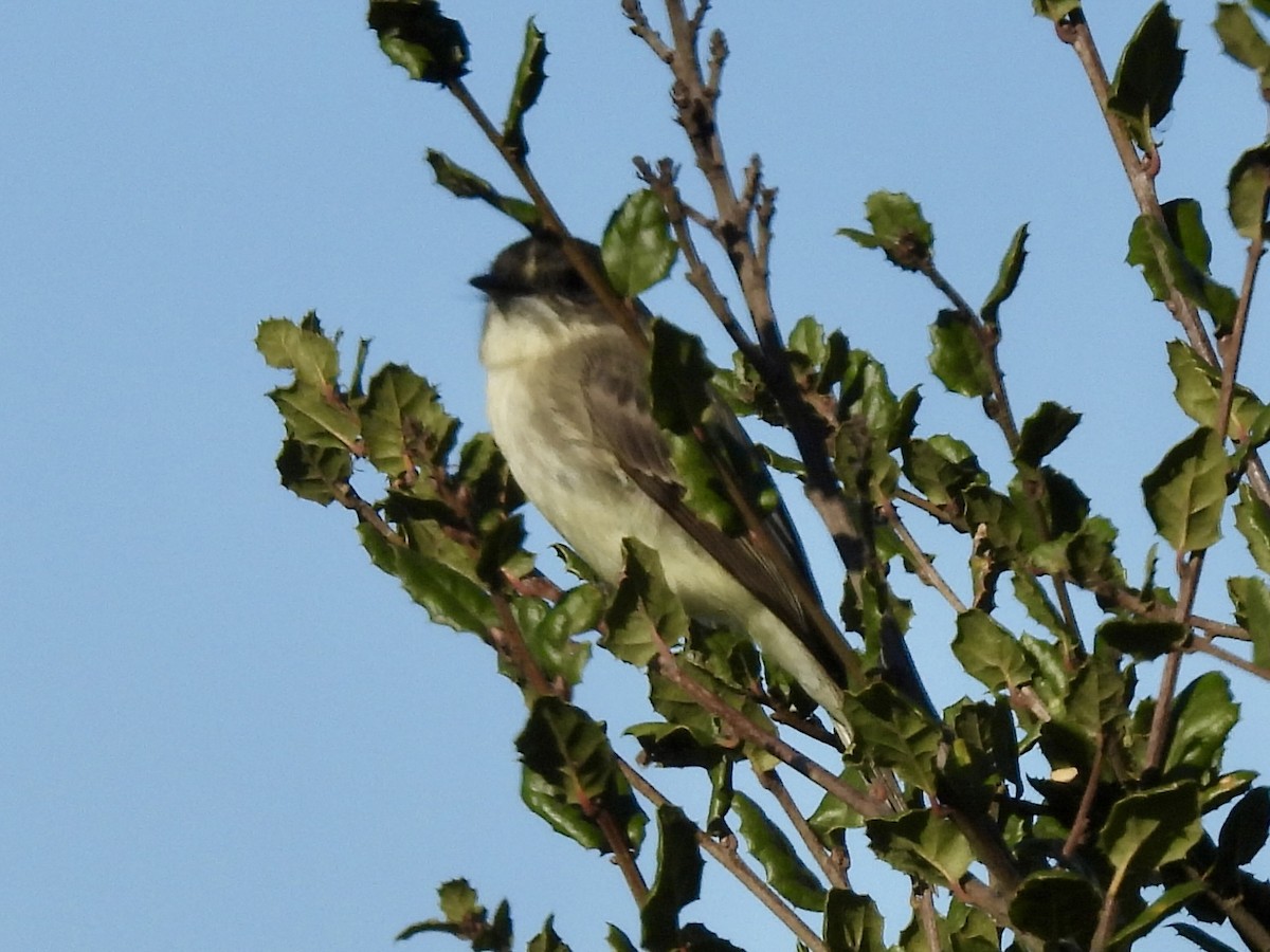 Eastern Phoebe - ML646226918