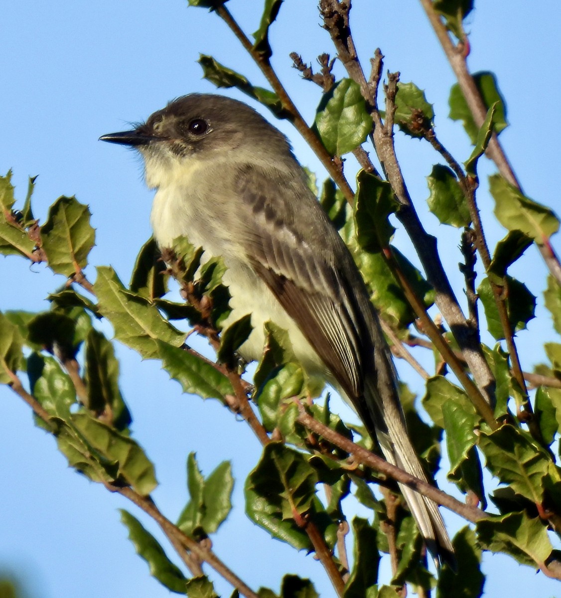 Eastern Phoebe - ML646226920