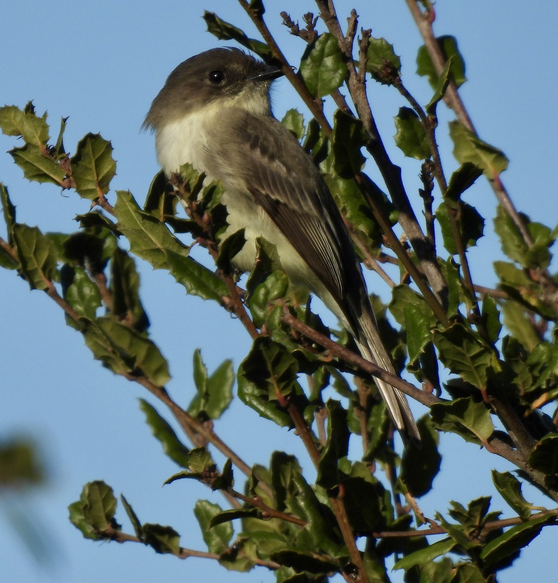 Eastern Phoebe - ML646226921