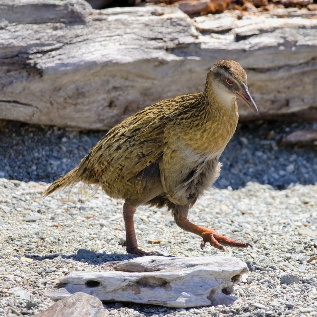 Weka - ML646226930