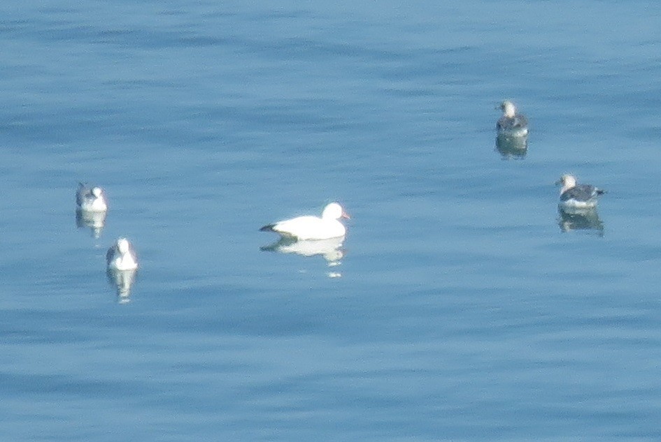 Snow/Ross's Goose - ML646226934