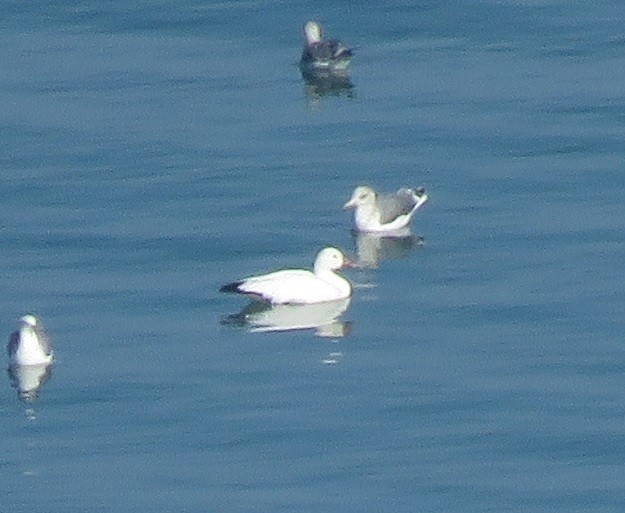 Snow/Ross's Goose - ML646226935