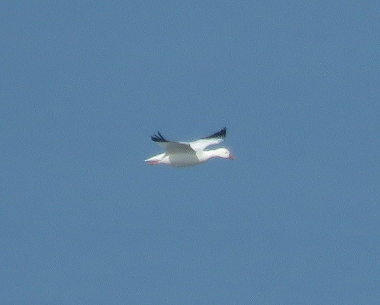 Snow/Ross's Goose - ML646226936