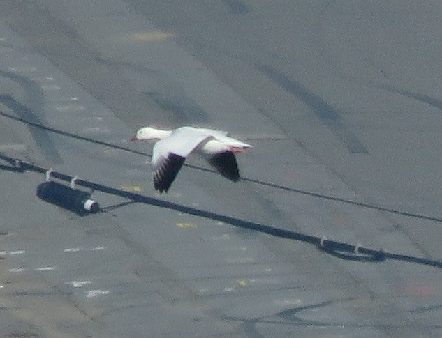 Snow/Ross's Goose - ML646226937