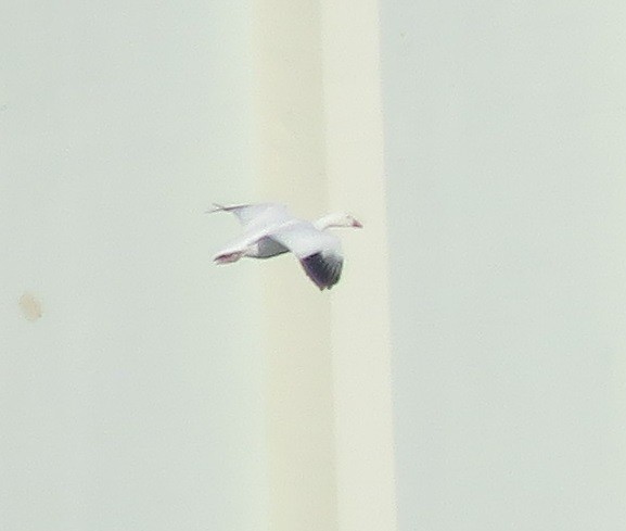 Snow/Ross's Goose - ML646226938