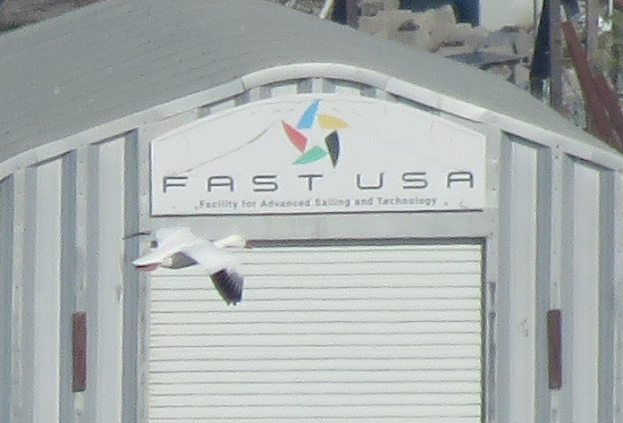 Snow/Ross's Goose - ML646226939