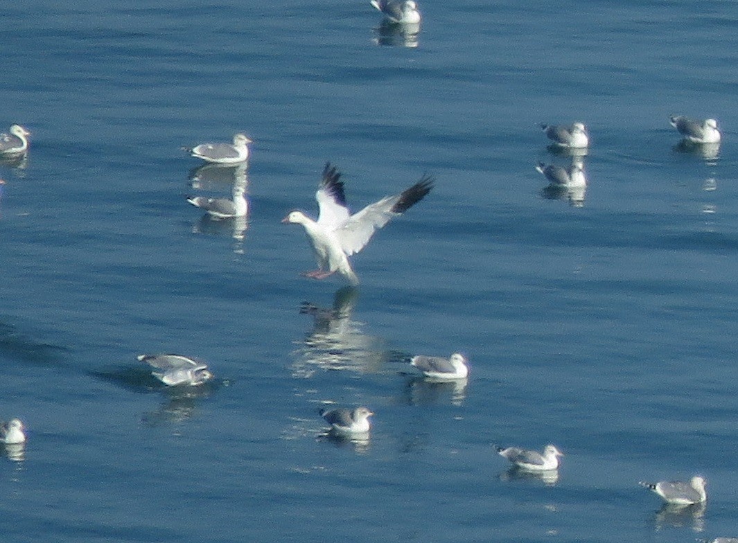Snow/Ross's Goose - ML646226940
