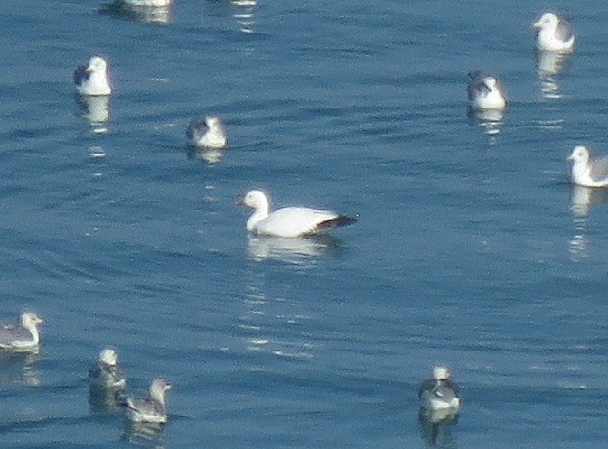 Snow/Ross's Goose - ML646226941