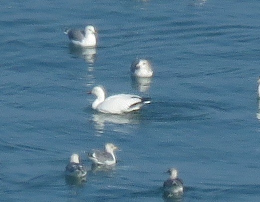 Snow/Ross's Goose - ML646226942