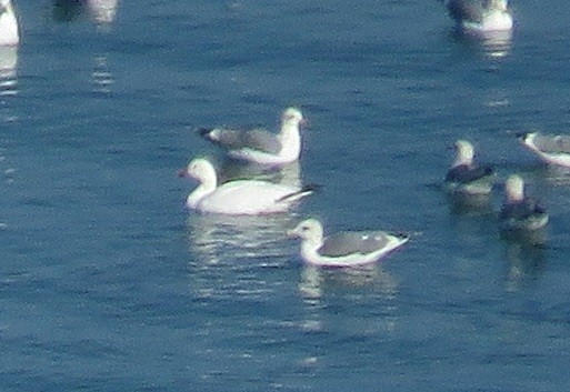 Snow/Ross's Goose - ML646226943