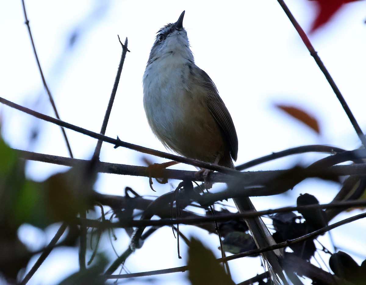 Hill Prinia - ML646226948