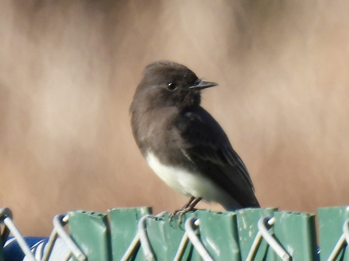 Black Phoebe - ML646226949