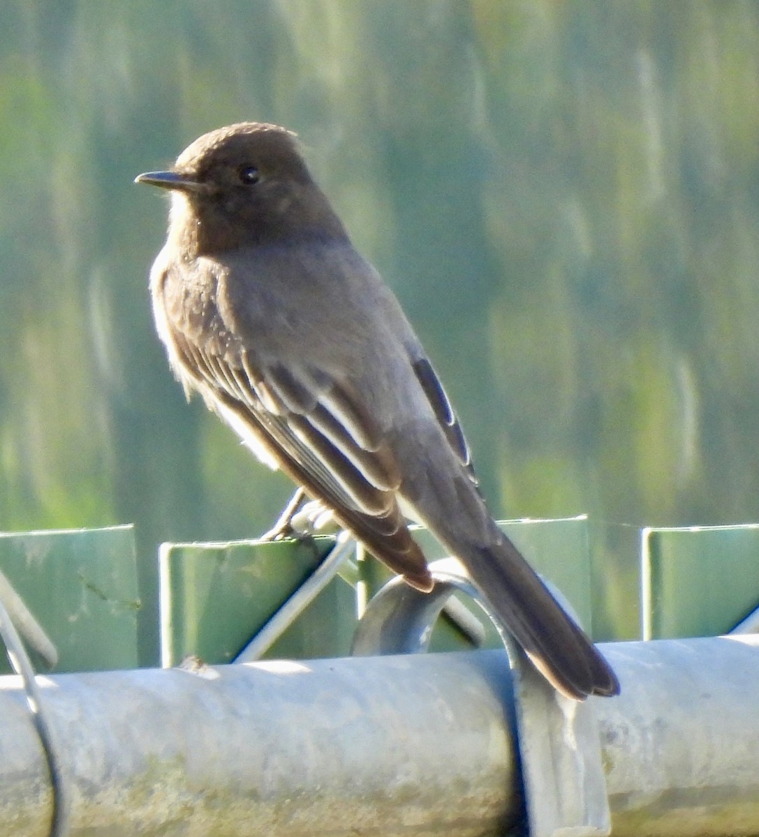 Black Phoebe - ML646226950