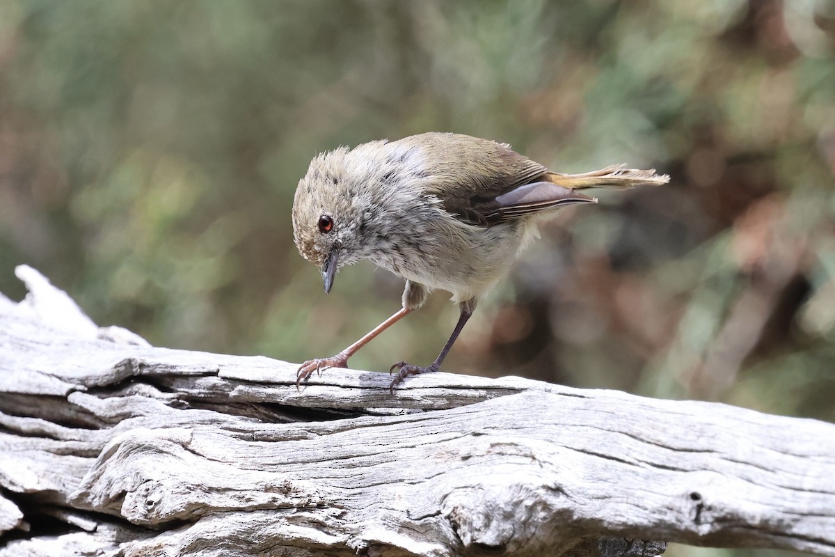 Brown Thornbill - ML646226954