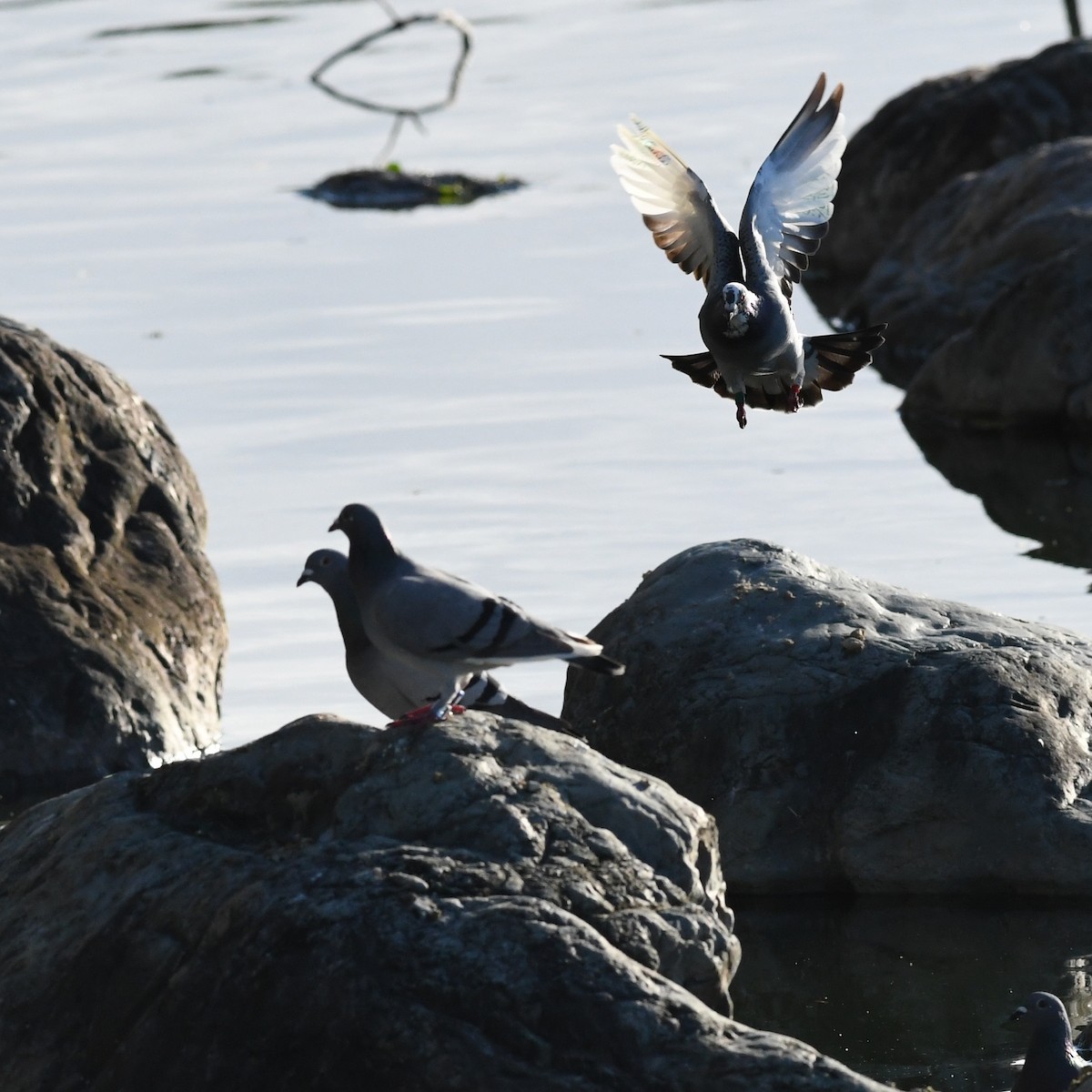 Rock Pigeon (Feral Pigeon) - ML646226958