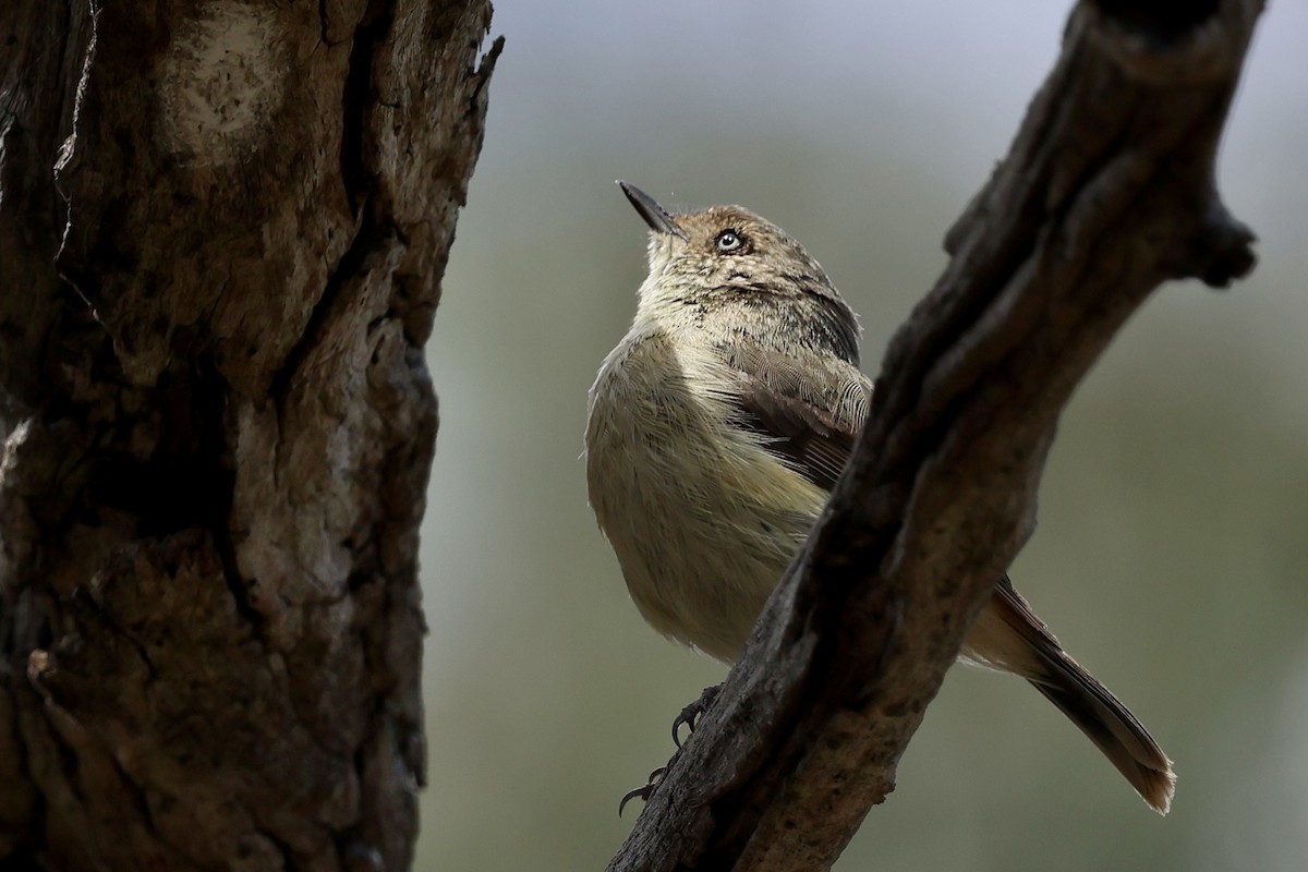 Buff-rumped Thornbill - ML646226961