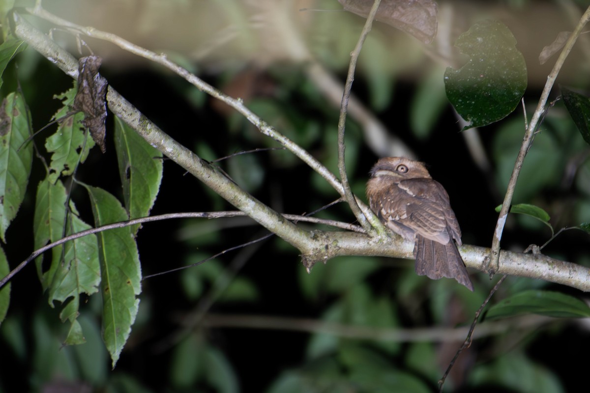 Gould's Frogmouth - ML646226962