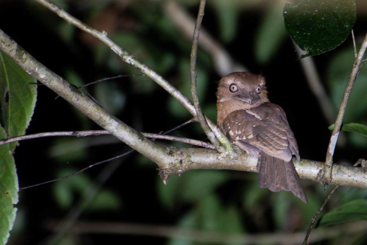 Gould's Frogmouth - ML646226963