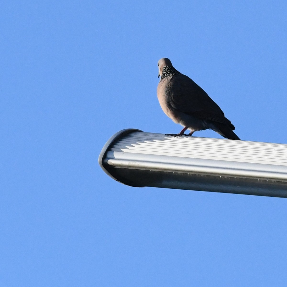 珠頸斑鳩 - ML646226964