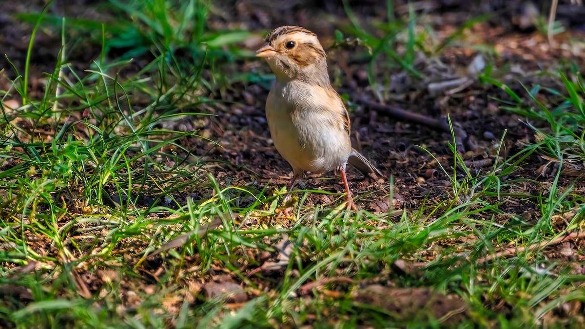 Clay-colored Sparrow - ML646226965