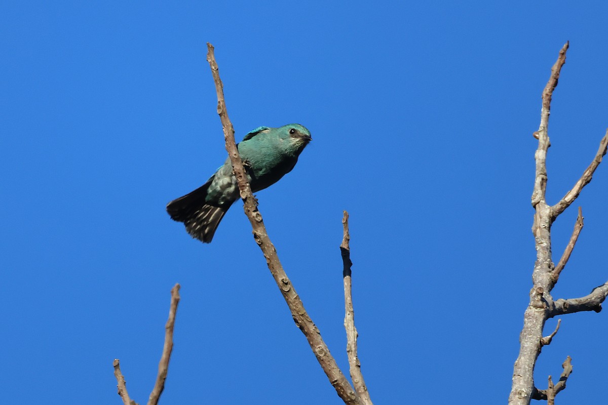 銅藍鶲 - ML646226966