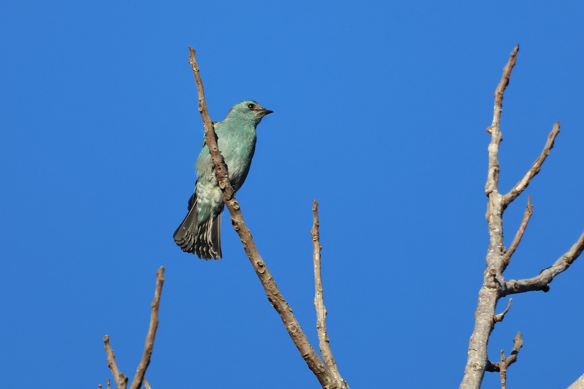 銅藍鶲 - ML646226967