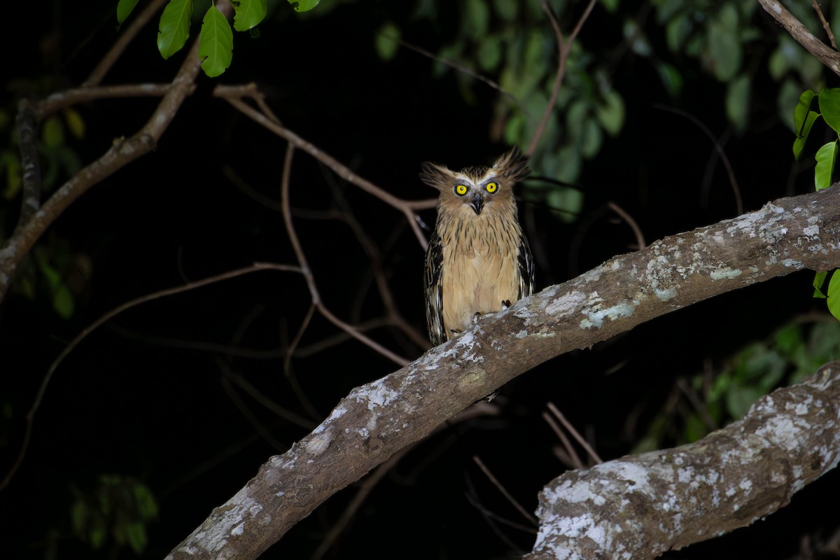 Buffy Fish-Owl - ML646226969