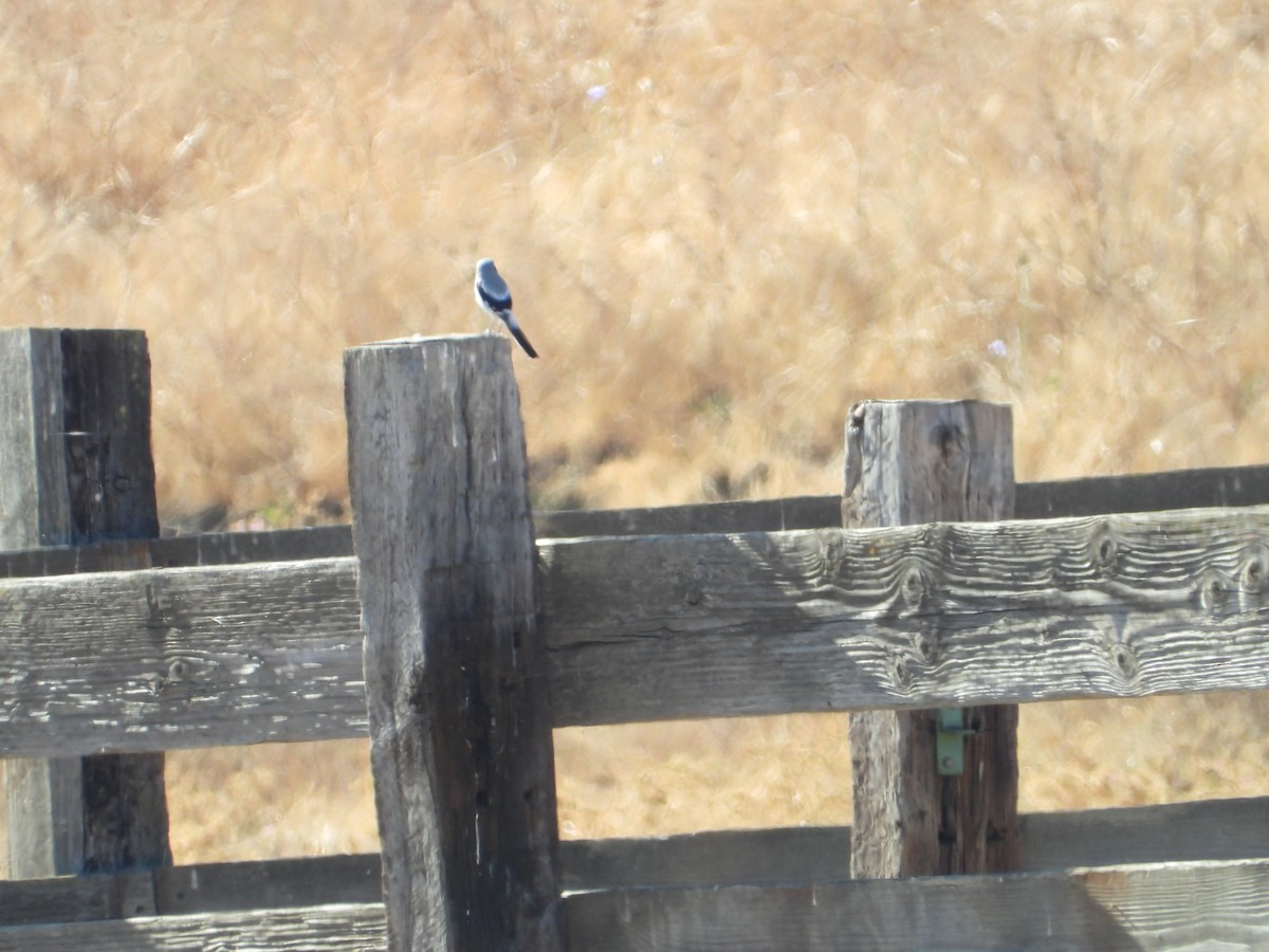 Loggerhead Shrike - ML646226970