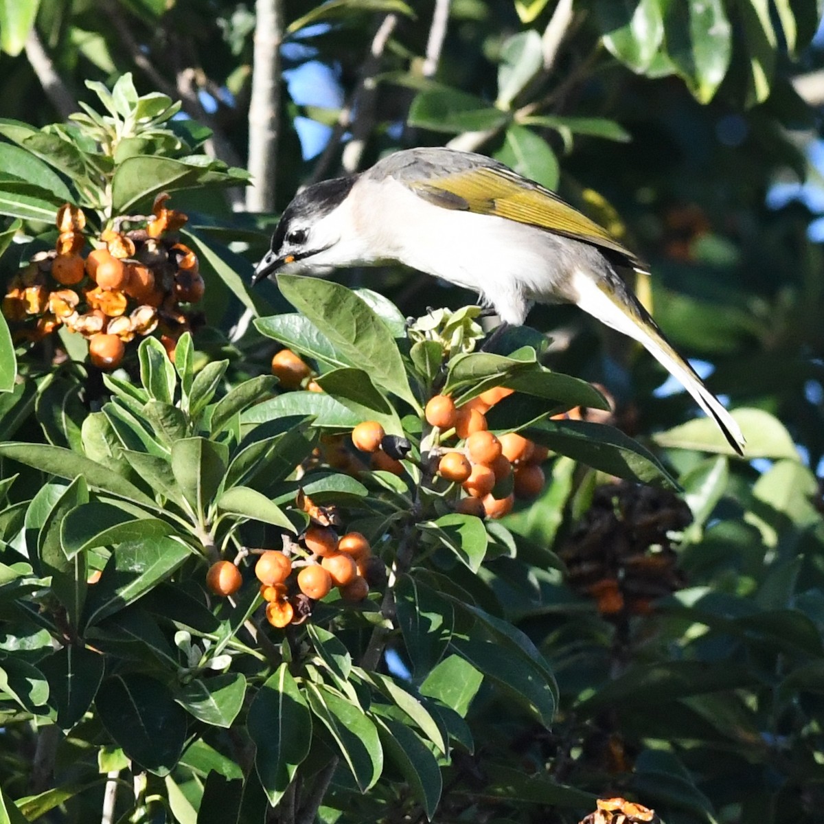 烏頭翁 - ML646226971